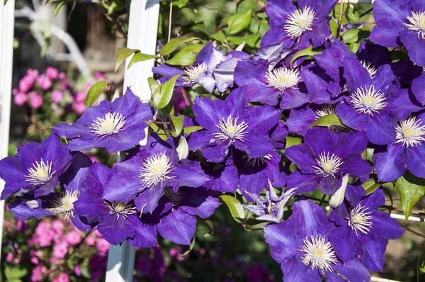 Imagen llena de coloridas flores de petunia petunia hybrida — Foto de Stock