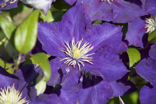 Obraz pełen kolorowych petunii Petunie kwiaty — Zdjęcie stockowe