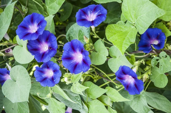 Bild voller farbenfroher Petunien-Petunien-Hybriden — Stockfoto