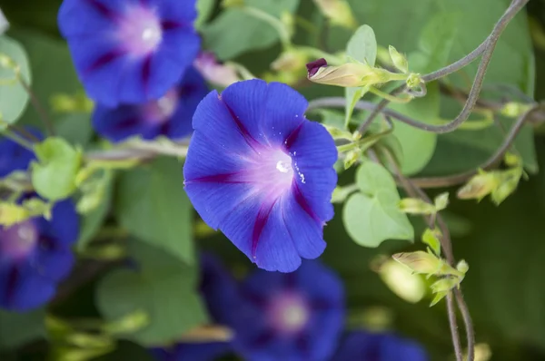 Immagine piena di fiori colorati di petunia Petunia hybrida — Foto Stock