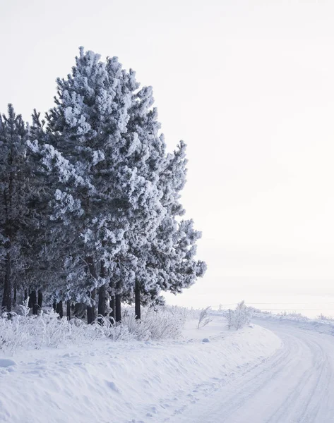 Invierno bosque ruso nieve carretera — Foto de Stock