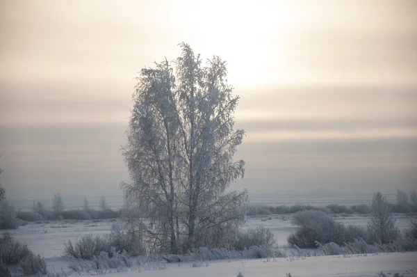 冬季森林自然雪域景观室外背景. — 图库照片