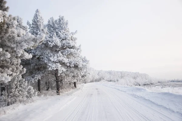 Winter russian forest snow road — Stock Photo, Image