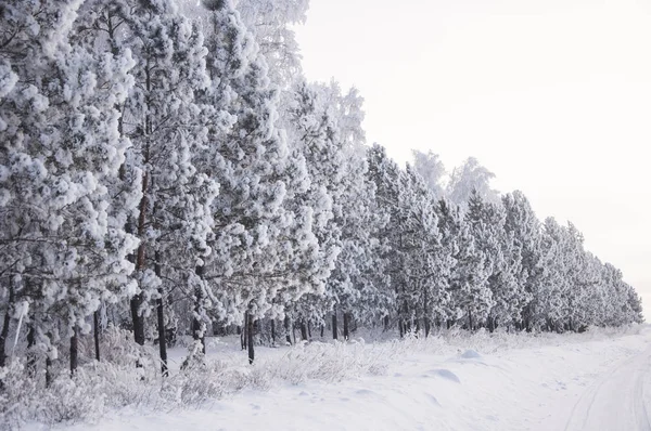 Invierno bosque ruso nieve carretera — Foto de Stock