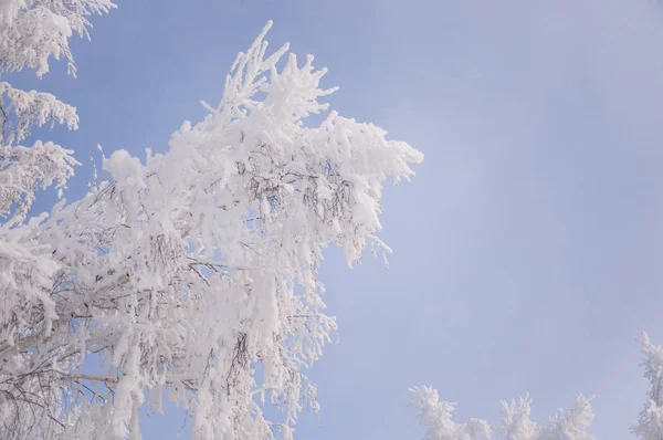 冬季森林自然雪域景观室外背景. — 图库照片