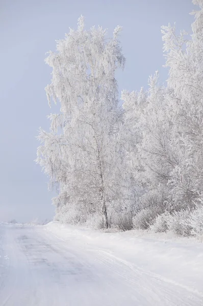 Ryska skog snö vinterväg — Stockfoto