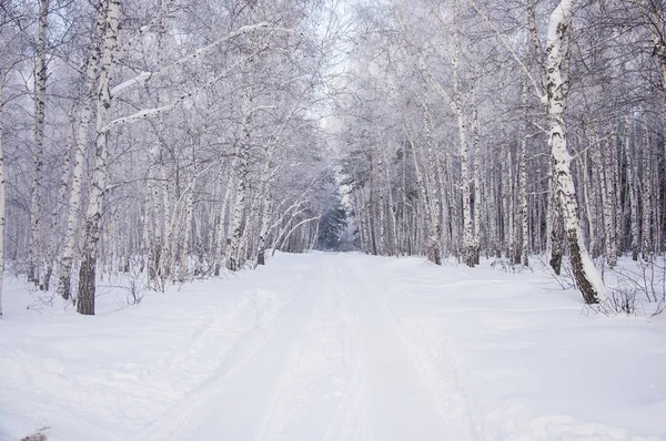 Winter russian forest snow road — Stock Photo, Image