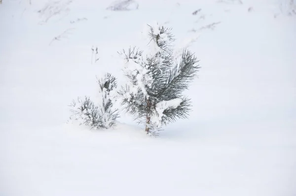 Зимний лес Снежный пейзаж . — стоковое фото