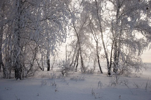 Winter forest nature snowy landscape outdoor background. — Stock Photo, Image