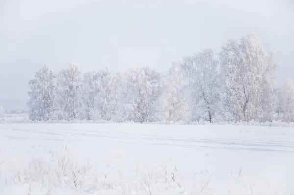 Зимний лес Снежный пейзаж . — стоковое фото