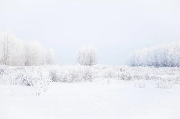 Bosque de invierno naturaleza paisaje nevado fondo al aire libre . — Foto de Stock