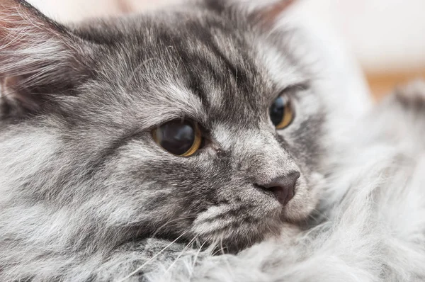 Faccia di gatto da vicino — Foto Stock