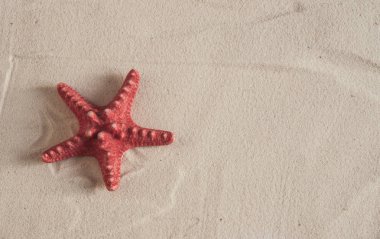 Kumsalda deniz kabukları