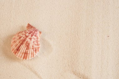 Kumsalda deniz kabukları