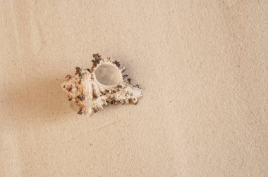 Kumsalda deniz kabukları