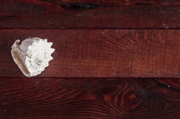 Muscheln auf Holz Hintergrund — Stockfoto