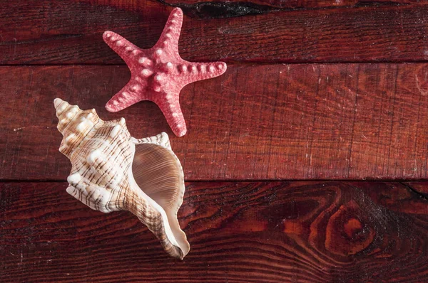 Conchas do mar sobre fundo de madeira — Fotografia de Stock
