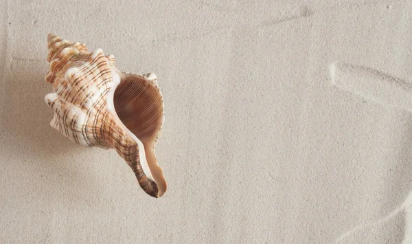 Conchas do mar na praia arenosa — Fotografia de Stock