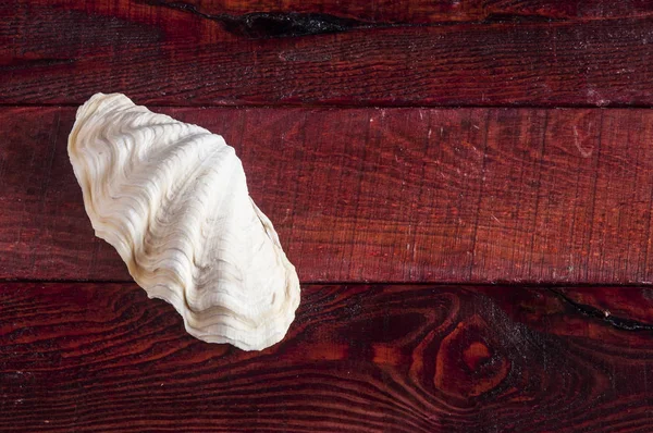 Muscheln auf Holz Hintergrund — Stockfoto