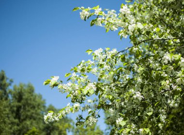 bahar beyaz çiçek mavi gökyüzü