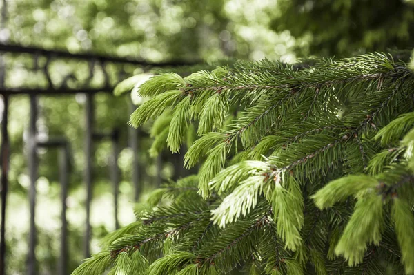 Green lush spruce branch — Stock Photo, Image