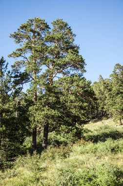 Borovoe lake yakınlarında orman