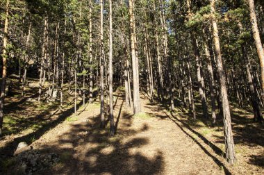 Borovoe lake yakınlarında orman