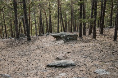 Borovoe lake yakınlarında orman