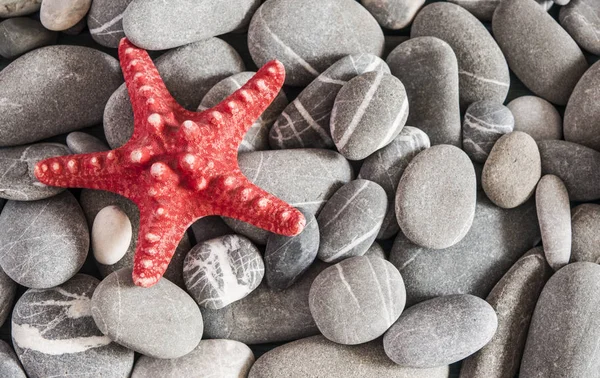 Deniz çakıl deniz kabuğu ile.