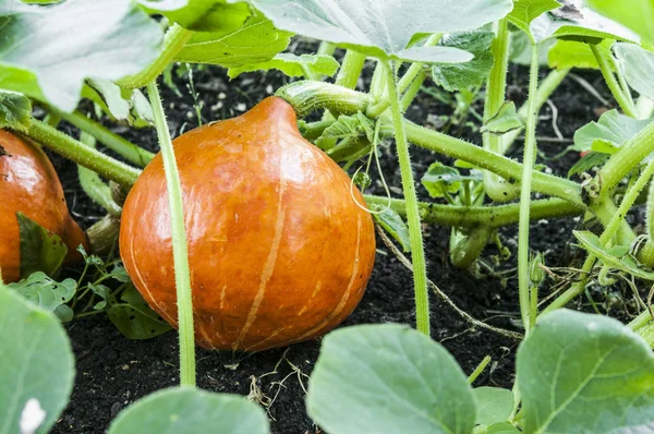 Ripe pumpkin on ground bed among green leaves — Stock Photo, Image