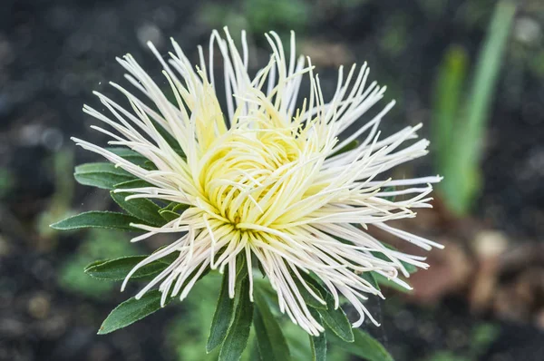 Asters bloom in the garden — Stock Photo, Image