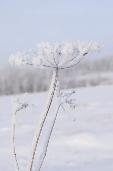 Mrożone parasol kwiaty na śniegu — Zdjęcie stockowe