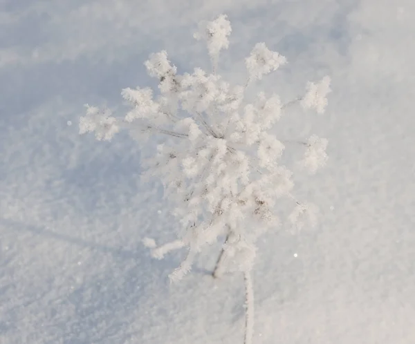 Mrożone parasol kwiaty na śniegu — Zdjęcie stockowe