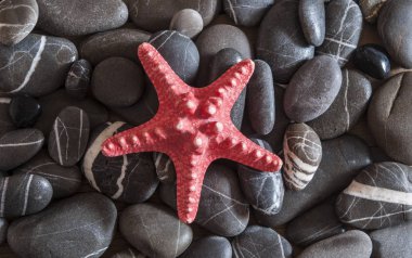 Sahilde deniz yıldızı arka plan çakıl