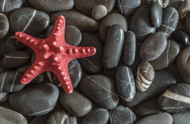 Sahilde deniz yıldızı arka plan çakıl