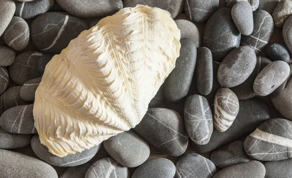 Muschel mit Kieselsteinen am nassen Strand — Stockfoto