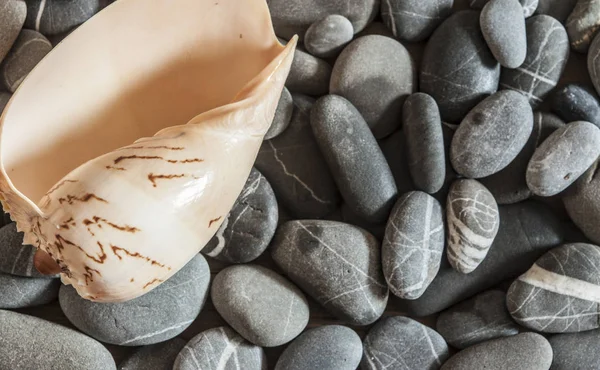 Muschel mit Kieselsteinen am nassen Strand — Stockfoto