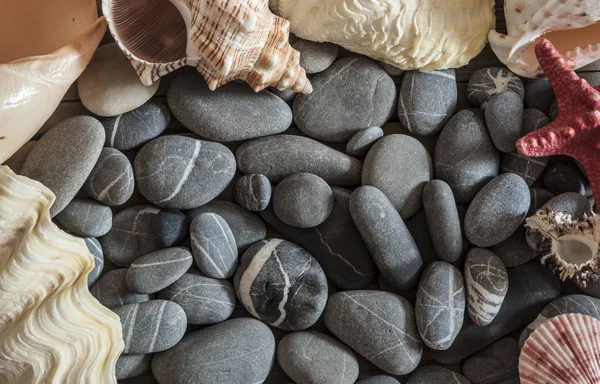 Κέλυφος με βότσαλο πέτρες της θάλασσας στην παραλία του υγρού — Φωτογραφία Αρχείου