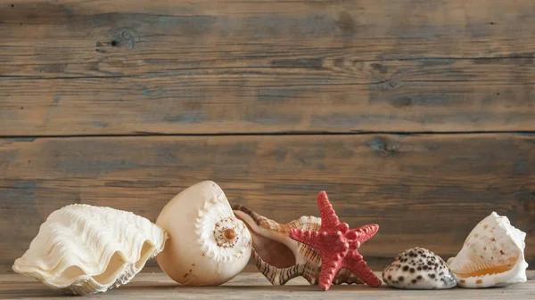 Conchas do mar em mesa de madeira rústica — Fotografia de Stock