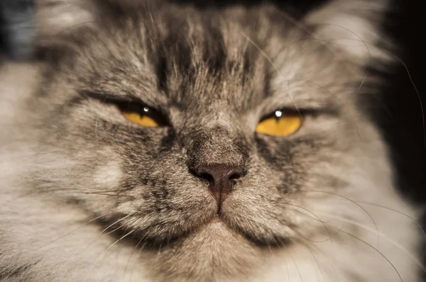 Gato cinza agradável — Fotografia de Stock