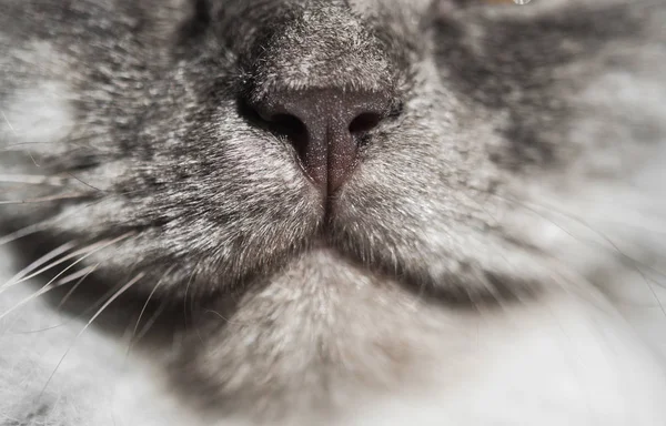 灰色猫不错 — 图库照片