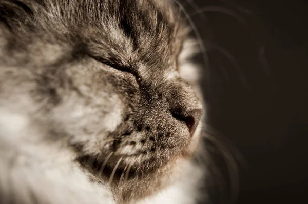 Bel gatto grigio — Foto Stock