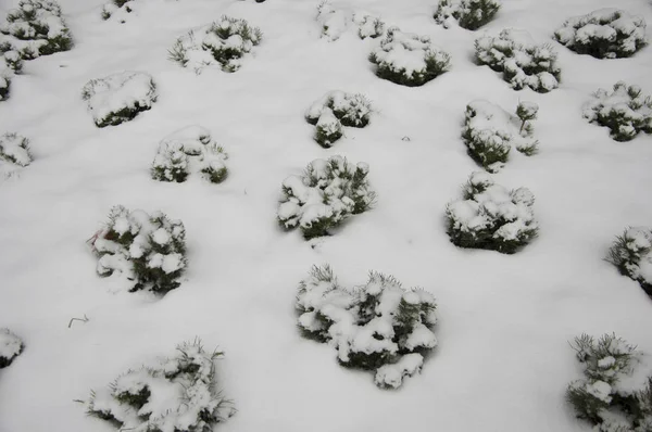 Primera nieve en la ciudad . —  Fotos de Stock