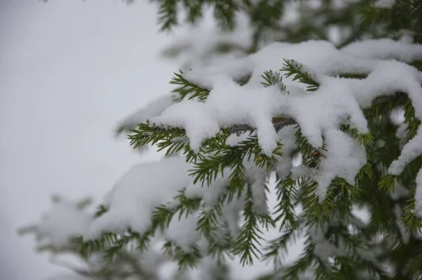 市内初の雪は. — ストック写真