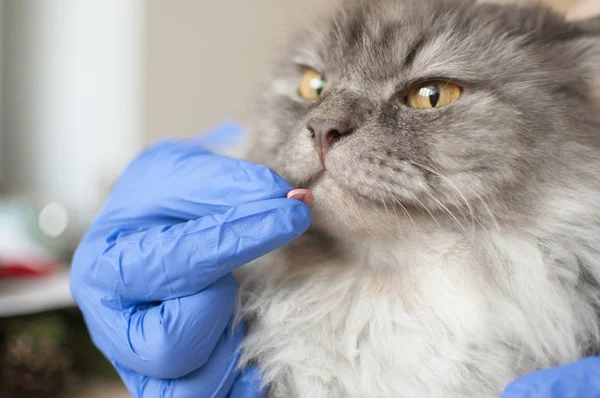 Veterinário em luvas tem um gatinho cinza em suas mãos. Fechar-u — Fotografia de Stock