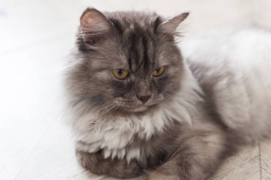 Gri sevimli kedi yavrusunun yakın görüntüsü.