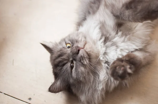 Närbild bild av grå söt kattunge. — Stockfoto