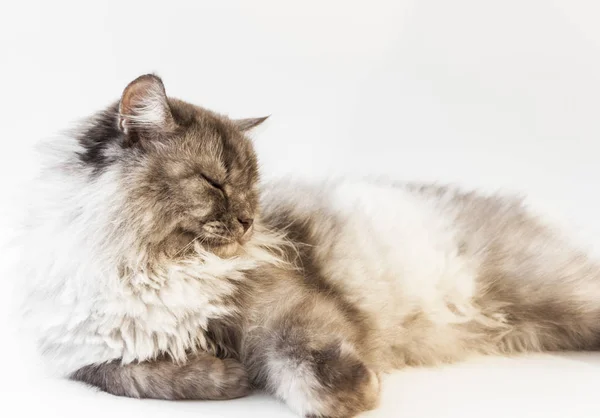 Studio ritratto di bella giovane gatto sdraiato — Foto Stock