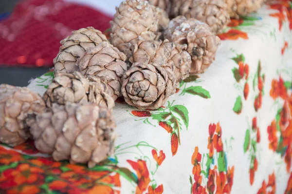 Cedar pine cones with nuts — Stock Photo, Image