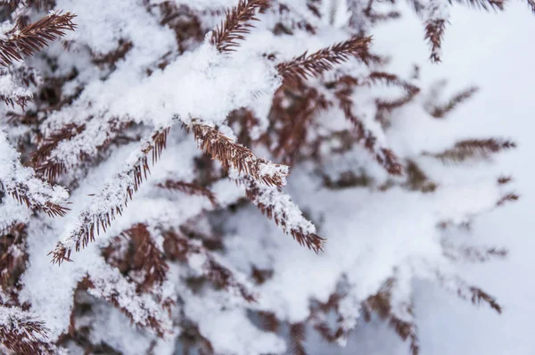 Árvore de abeto com neve na neve — Fotografia de Stock